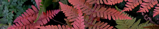 A Beginner's Guide to Growing Ferns Outdoors