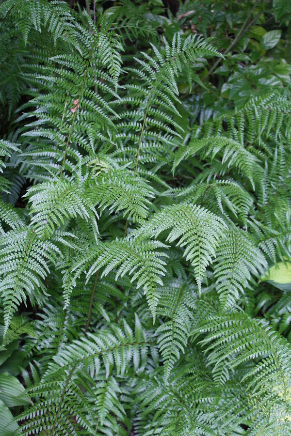 The Best Native Perennial Plants