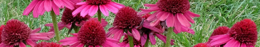 10 Hard-to-kill Perennial Plants