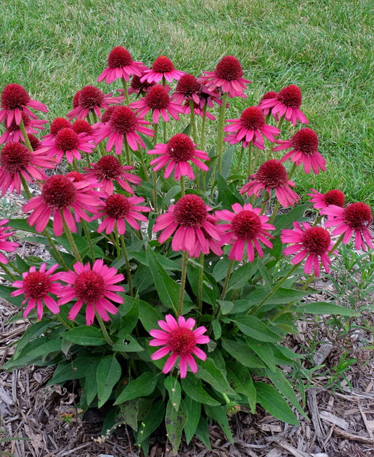 Echinaceas - More than just Purple Coneflower