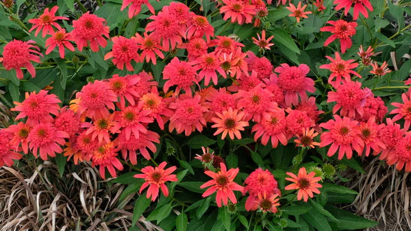 Coneflowers Will Give You Many Color Options