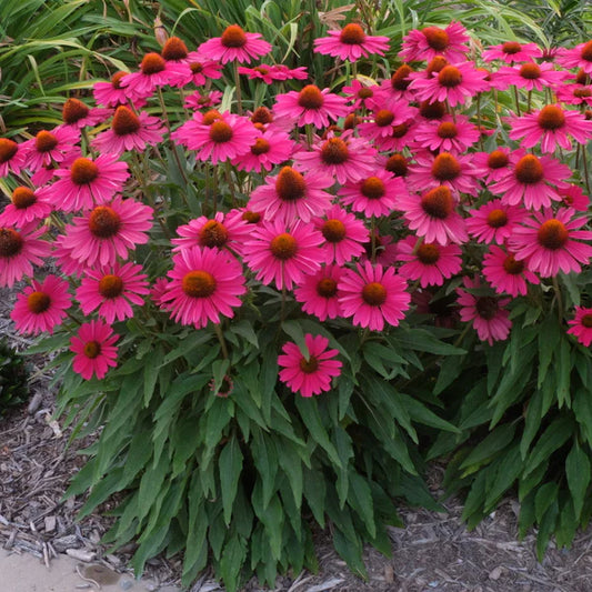 Perennial Plants Keep Your Garden Beautiful Year after Year