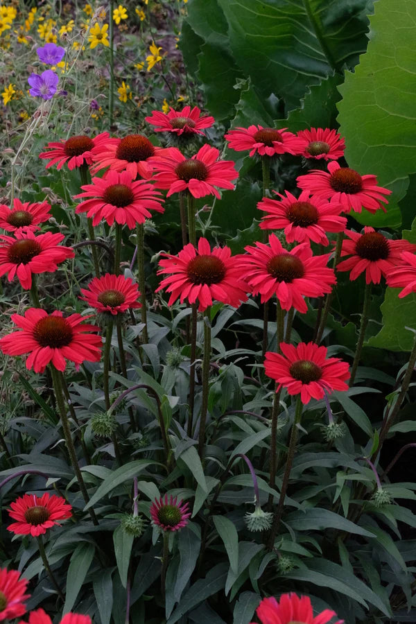 Brighten Up Your Garden With Coneflowers