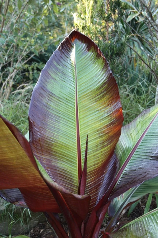 Hardy Banana Tree Plants for the Garden