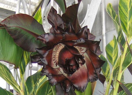 Plant a Banana Tree and Make Your Garden Unique