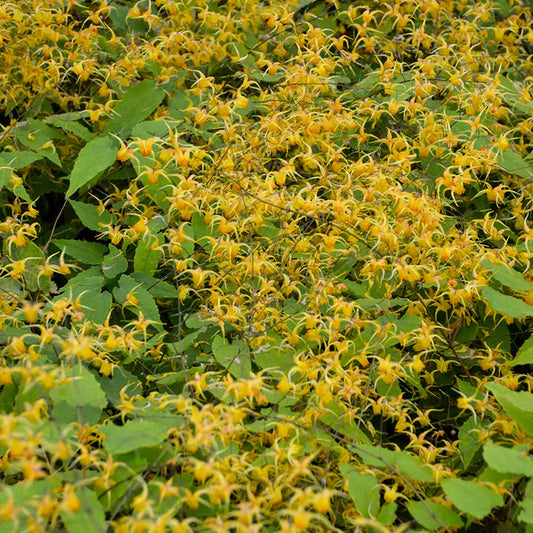 Some of the Best Shade Garden Plants Are Also Drought Tolerant Perennials