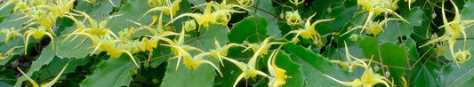 Epimedium - Woodland Perennials for Early Spring