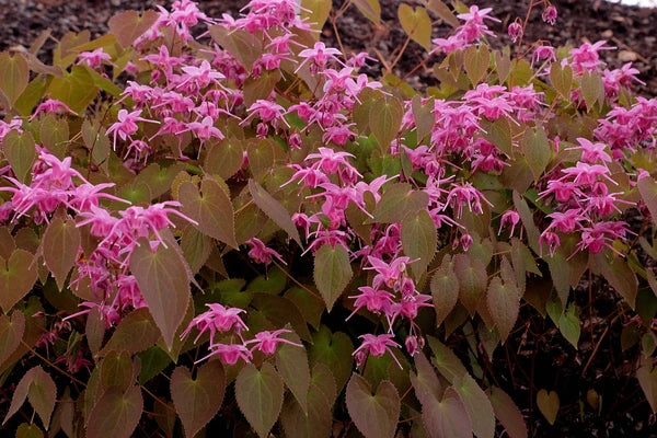 Epimediums - Fairy Wings
