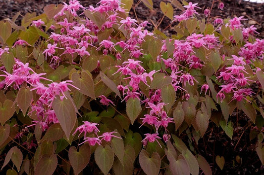 Epimediums - Fairy Wings