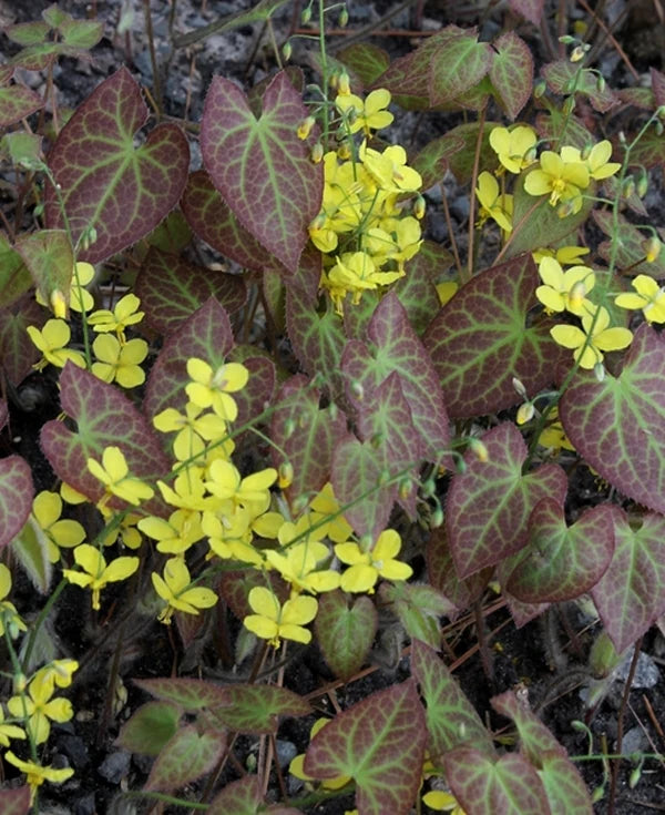 Determining the Best Perennial Plants for Your Garden
