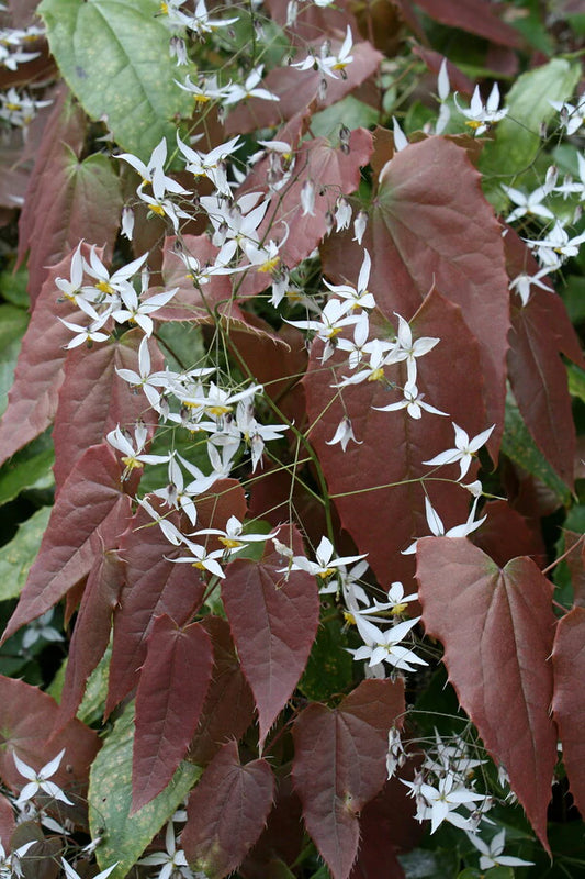 Partial Shade Perennials Make Great Flowers For Shady Areas