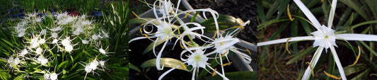 Ex-Situ Conservation at Plant Delights Nursery