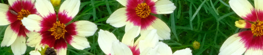 Gardening Unplugged - Fall Blooming Natives