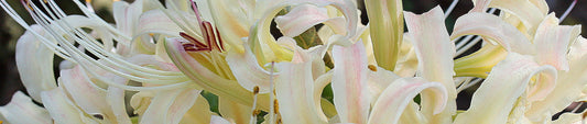Gardening Unplugged - Fall Blooming Bulbs