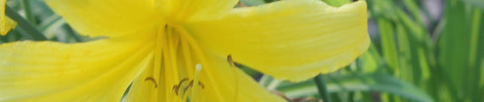 Gardening Unplugged - Fall Bulbs in the Garden