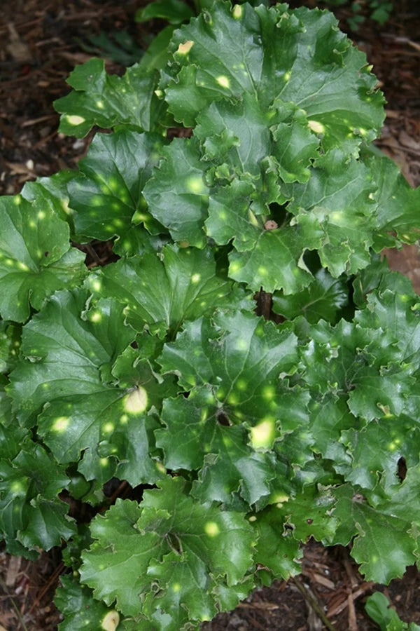 Using Tall Shade Perennials With Other Shade Plants and Flowers