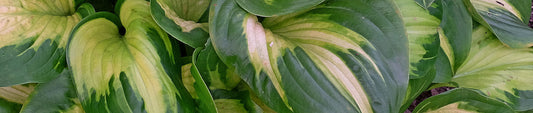 Gardening Unplugged - Hostas in the Garden