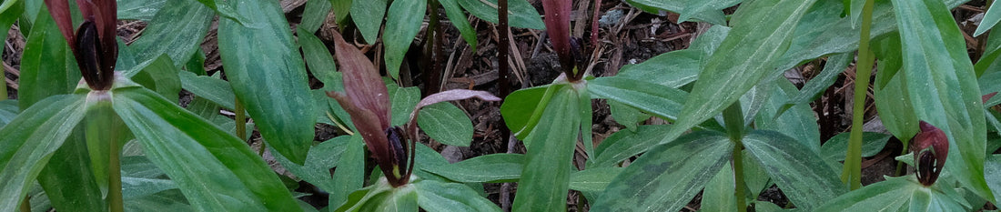 Gardening Unplugged - Trilliums for the South