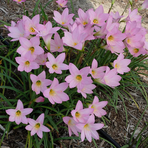 Summer Blooming Perennials and Sun Loving Flowers