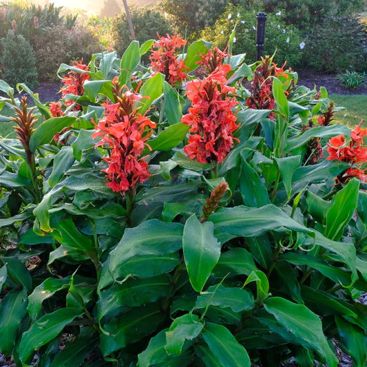 Color from Summer Perennials