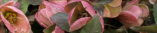 From Seed to Flower: Hellebore Production at Plant Delights