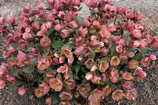 Winter and Fall Flowering Plants for Your Garden