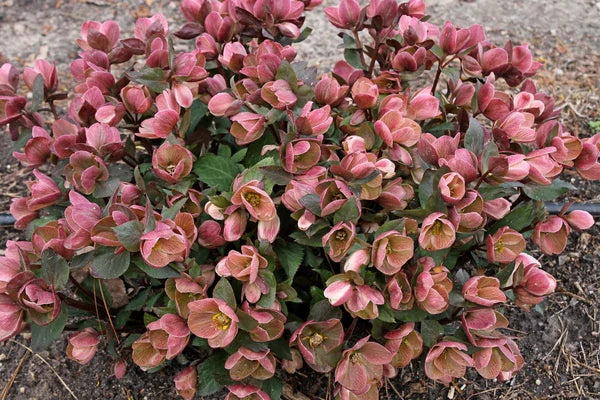 Grow Winter Flowers and Evergreen Perennials to Add Interest to the Winter Garden