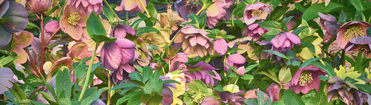 Hellebores - A Rose is a Rose except when it's a Lenten Rose