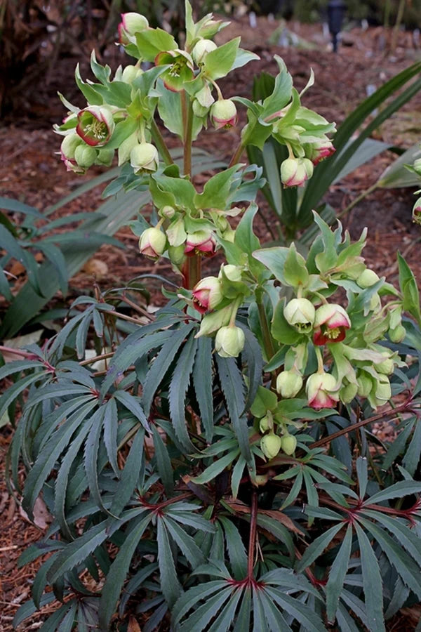 These Drought Tolerant Perennials Are Some of the Best Plants for Shade