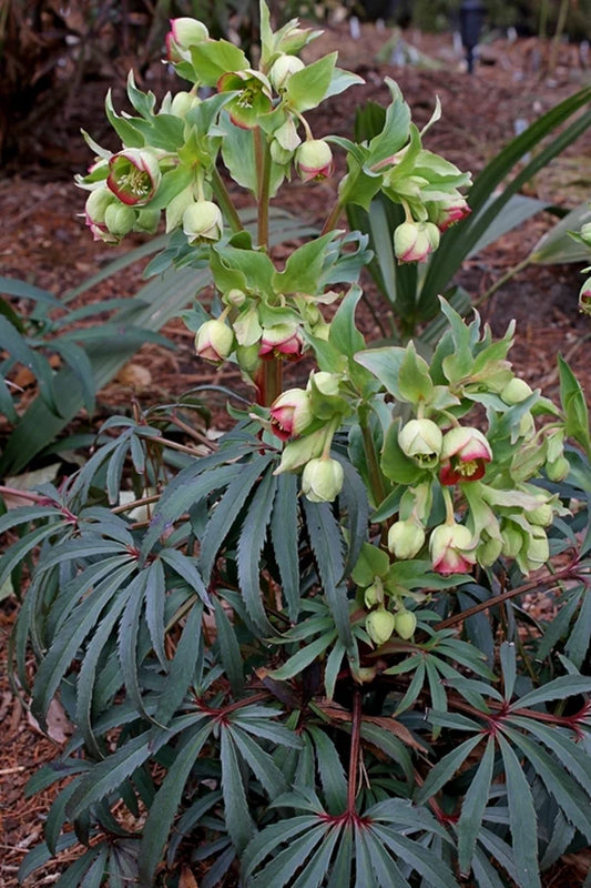 These Drought Tolerant Perennials Are Some of the Best Plants for Shade