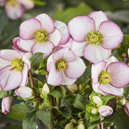Hellebores: Winter Hardy Shade Perennials for the Woodland Garden