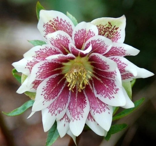 Hellebores
