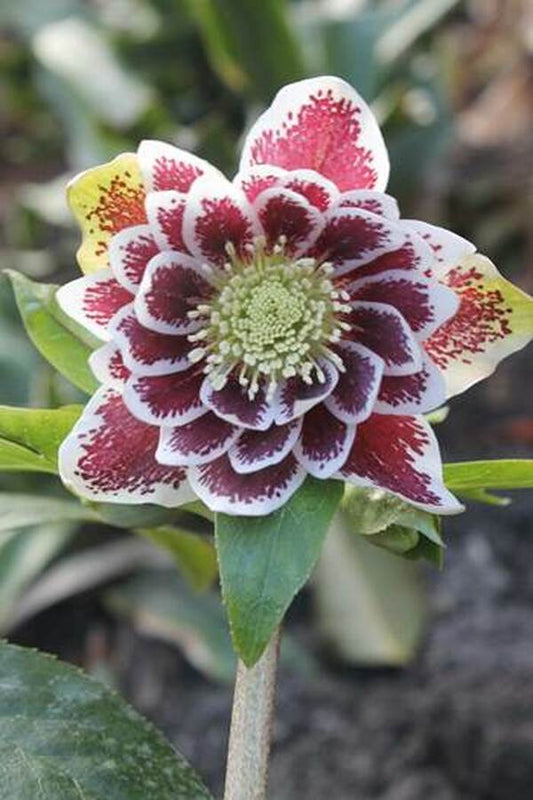 Choosing the Best Shade Perennials for the Woodland Garden
