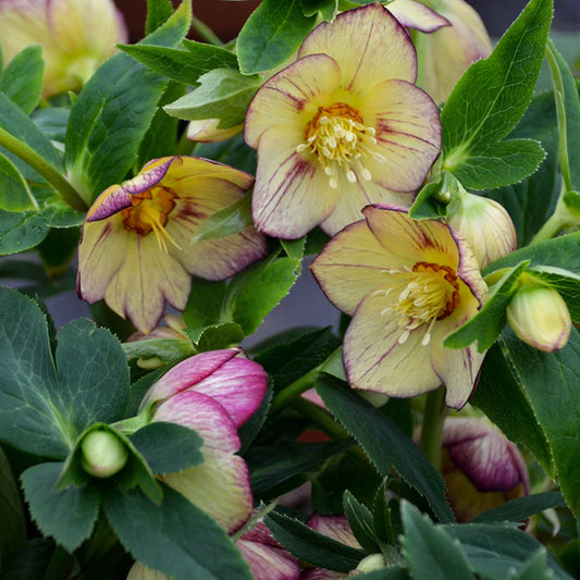 Lenten Roses aka: Helleborus orientalis for Color in the Shade Garden