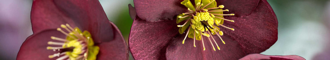 Gardening Unplugged - Hellebores in the Garden