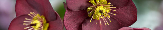 Gardening Unplugged - Hellebores in the Garden
