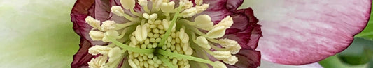 Gardening Unplugged - Hellebores: History, Breeding, and New Varieties