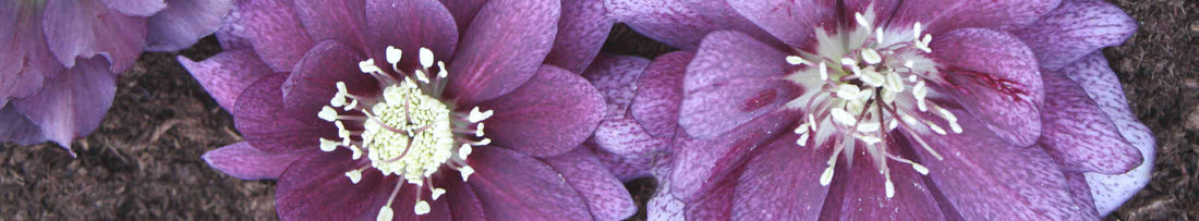 Hellebores: A Beginner's Guide to Growing Lenten Roses