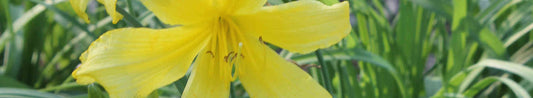 Getting Started With Daylilies
