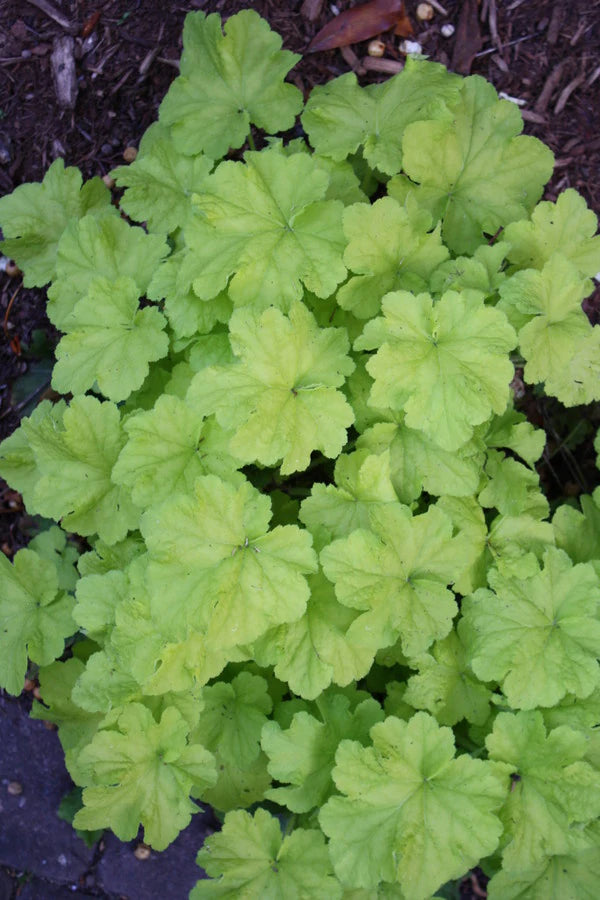 Choose the Right Perennial Flowers for Your Garden
