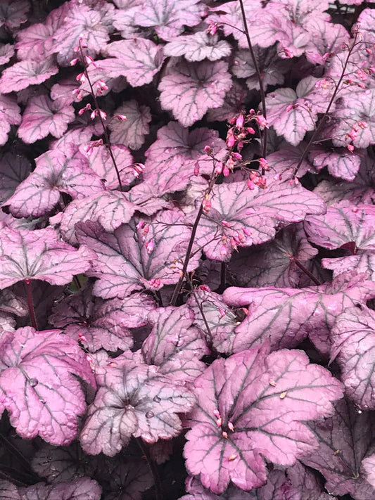 Heuchera
