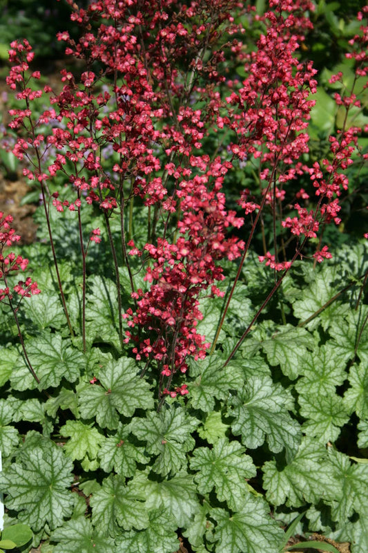 Perennial Flowers Provide Joy for Years