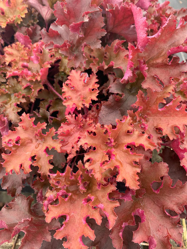 Add Heuchera Coral Bells to Create a Stunning Landscape