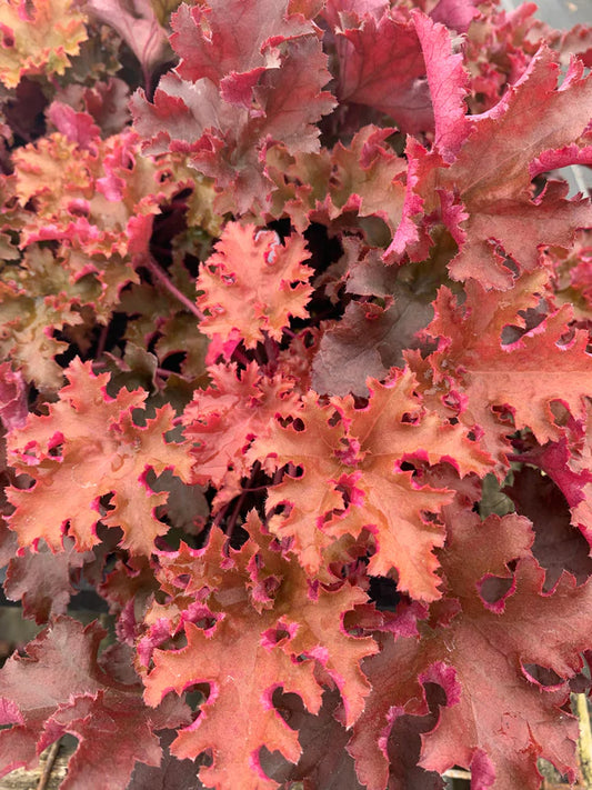 Add Heuchera Coral Bells to Create a Stunning Landscape