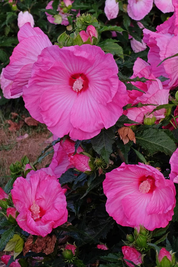 Selecting Full Sun Perennials that bloom all summer