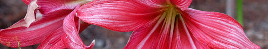 Exotic Plants That Thrive in North Carolina