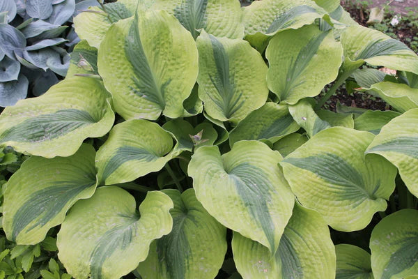 Hostas: Plants for a Woodland Shade Garden