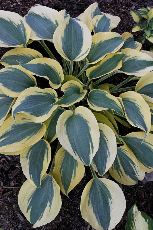 Choosing the Right Perennial Plant for Your Garden