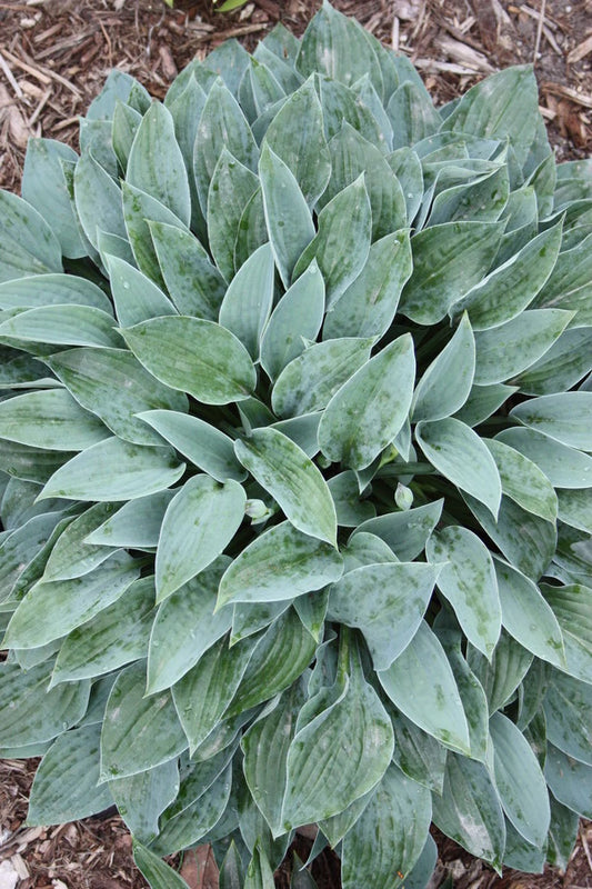 Perennial Plants Will Bring You Beauty Year After Year