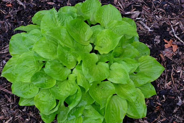 Hosta Plants Are the Perfect Choice for Landscaping Around Decking and Porches